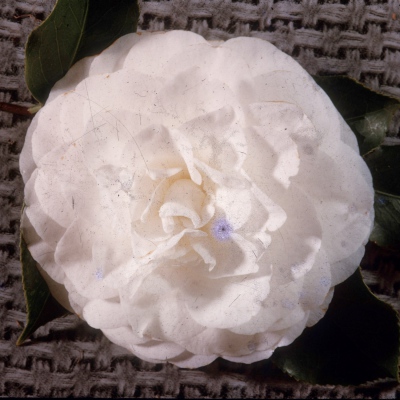 Primavera